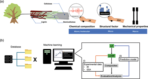 Figure 1. (a) Natural nanoarchitecture in LFs and LCNFs with relationship between mechanical properties. (b) Data-driven strategy in this study.