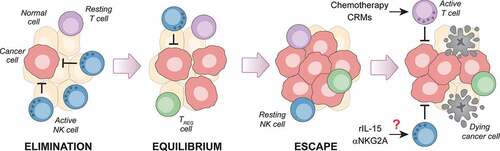 Figure 1. Failing NK cell immunosurveillance may reveal novel immunotherapeutic approaches for luminal B breast cancer. Endogenous mammary carcinomas driven in immunocompetent C57BL/6 female mice by 7,12-dimethylbenz[a]anthracene (DMBA) and medroxyprogesterone acetate (MPA) – a model of luminal B breast cancer in women – are under early immunosurveillance by natural killer (NK) cells, not CD8+ cytotoxic T cells. This observation raises the interesting and hitherto untested possibility that agents targeting NK cells, including recombinant interleukin 15 (rIL-15) and antibodies blocking killer cell lectin like receptor C1 (KLRC1, best known as NKG2A), may mediate therapeutic activity not only against DMBA/MPA-driven tumors in mice, but also against luminal B breast cancers in women. That said, the adaptive immune system of mice bearing DMBA/MPA-driven tumors has not lost the ability to mount tumor-targeting responses upon administration of immunostimulatory chemotherapeutics or caloric restriction mimetics (CRMs). TREG, regulatory T.