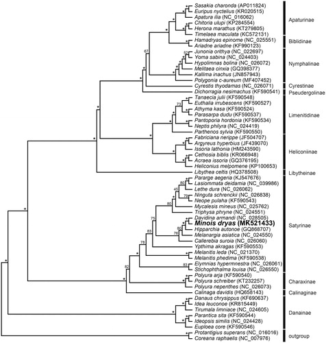 Figure 1. The maximum likelihood (ML) phylogenetic tree of Minois dryas and other nymphalid species. Phylogenetic reconstruction was done from a concatenated matrix of 13 protein-coding mitochondrial genes and 2 ribosomal RNA genes regions in the mitochondrial genome. The numbers beside the nodes are percentages of 1000 bootstrap values (* ≥ 85%). Alphanumeric terms indicate the GenBank accession numbers.