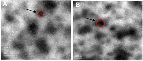 Figure 5 TEM of (A) freshly prepared nanoparticles and (B) recovered nanoparticles from spray dried powder (NPs/M = 30/70) prepared at an inlet temperature of 130°C.