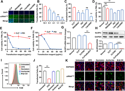 Figure 2 CLP could efficiently deliver siRNA in vitro through clathrin-mediated endocytosis. (A) Laser confocal scanning microscope images of PMs cells transfected different vectors coated with siRNAFAM (green channel) and stained cell nuclei with DAPI (blue channel). (B) FCM for the transfection efficiency of CLP/siRNAFAM complex for different mass ratios. (C) FCM for the transfection efficiency of different vectors delivering siRNAFAM for 48 hours. (D) CCK-8 analysis of the cell viability of PMs treated with different vectors for 48 hours. (E and F) CCK-8 analysis of the cell viability of PMs (E) and RAW264.7 (F) transfected with different concentrations of CLP and PEI. (G and H) RT-PCR (G) and WB (H) for NLRP3 levels in PMs transfected for 48 hours with CLP/siNLRP3 or CLP/NC and then stimulated with LPS. (I–K) FCM (I and J) and Laser confocal scanning microscope images (K) for PMs cells treated with cellular uptake inhibitor before transfection with CLP/ siRNAFAM. Data were mean± SEM. *P ≤ 0.05, **P ≤ 0.01, ***P ≤ 0.001.