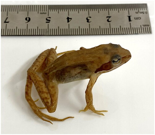 Figure 1. Rana coreana specimen. Rana coreana is a brown frog found in South Korea. This species differs from other brown frogs in having a continuous white line along its upper lip, as shown in the figure. Photograph was taken of National Institute of Biological Resources (NIBR) immersion specimens (NIBR AM0000000711).
