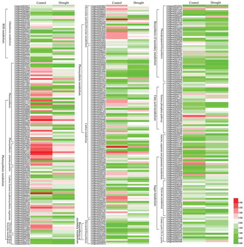 Figure 7. Heat map of the main differentially expressed gene (DEG) expression patterns involved in the reactive oxygen species (ROS) system, chlorophyll degradation and photosynthetic competency, biosynthesis of secondary metabolism, fatty acid metabolism and sugar metabolism.