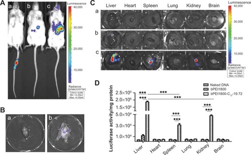 Figure 6 In vivo gene delivery of bPEI/DNA polyplexes encoding luciferase in mice.Notes: (A) Typical bioluminescence images of mice 24 hours post-injection with naked DNA (a), bPEI1800/DNA polyplexes (b), and bPEI1800-C12-19.72/DNA polyplexes (c) via tails. (B) Bioluminescence imaging of the dissected skull (a) and scalp (b) of mice 24 hours post-injection with bPEI1800-C12-19.72/DNA polyplexes. (C) Bioluminescence imaging of organs dissected from mice 24 hours post-injection with naked DNA (a), bPEI1800/DNA polyplexes (b), and bPEI1800-C12-19.72/DNA polyplexes (c) via tails. (D) Luciferase activity of organs dissected from mice 24 hours post-injection with naked DNA and bPEI/DNA polyplexes via tails. n=3, ***P<0.001. Color was used to signify the degree of luminescence, from a minimum value of 4,000 to a maximum of 40,000.Abbreviations: bPEI, branched polyethylenimine; bPEI1800, bPEI with molecular weight 1,800 Da; bPEI1800-C12-19.72, bPEI1800 grafted with hydrophobic C12 chains with a substitution degree of 19.72.