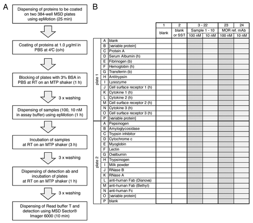 Figure 1. Flow scheme (A) and microtiter plate layout (B) of the 3P assay. A shows flow scheme of the 3P assay. Incubation times are given in parentheses. B shows the microtiter plate layout of the 3P assay. Proteins as indicated in the figure are immobilized in rows (wells 1–24) on two 384-well MSD plates. Rows B and P on plate 1 and row O on plate 2 are variable positions, e.g., for antibody target and counter targets. Rows J–O on plate 1 contain cytokines and cell surface receptors. Samples are dispensed in columns on both 384-well plates: Columns 1 and 2 are used for two blank controls or one blank control and a system suitability test (SST), respectively. Up to 10 samples to be analyzed for binding specificity are dispensed to columns 3–22 at each 100 nM and 10 nM concentration, respectively. Columns 23 and 24 are used for the reference monoclonal antibody (MOR ref. mAb, anti lysozyme) at 100 nM and 10 nM, respectively.