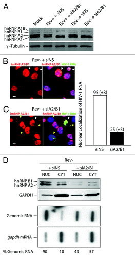 Figure 1. Depletion of hnRNP A2/B1 leads to cytoplasmic localization of HIV-1 vRNA in Rev- conditions. HeLa cells were mock transfected or transfected with nonsilencing siRNAs (siNS) or siRNA to deplete hnRNP A2/B1 (siA2/B1) in cells. HxBru (Rev+) or pcMRev(-) (Rev-) proviral DNAs were then transfected. (A) The expression levels of hnRNP A1, A2, B1, and A1B and γ-tubulin (as loading control) were determined by western blot analysis. The distribution of hnRNP A2 (and hnRNP B1 due to the common epitope recognized in these protein isoforms; red fluorescence) and HIV-1 vRNA (green fluorescence) in Rev--expressing cells (siNS or siA2/B1 conditions) is shown and was determined by immunofluorescence using an hnRNP A2/B1-specific antiserum (Act-2) and FISH using a pol-specific digoxigenin-labeled RNA probe. All siNS-treated cells in (B) express hnRNP A2/B1 abundantly. White arrowheads in (B and C) identify cells in the vRNA localizes in the nucleus due to a lack of Rev expression. (C) shows cells treated with siA2/B1. Yellow arrowheads identify hnRNP A2/B1-depleted cells with noticeable reduction in hnRNP A2/B1 staining (red). White bar = 10 µm, Cells were fractionated into nuclear (NUC) and cytoplasmic (CYT) fractions following transfection with pcMRev(-) and siNS or siA2/B1 (D). Extracts from each of these fractions were analyzed for GAPDH and hnRNP A2/B1 content as well as for gapdh and genomic mRNAs. The average determination for the abundance of vRNA (presented as % RNA in each fraction) in each subcellular fraction is shown from two experiments. This figure is supplemented by Figure S1 in supplemental material.