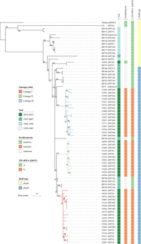 Figure 3. Phylogenomic relationship of 71 Chinese B. pertussis isolates. A maximum parsimony tree was generated based on 928 SNPs to illustrate the genetic relationship of erythromycin-resistant isolates. Tohama I was used as an outgroup. The three erythromycin-resistant lineages I, II, and III were marked by red, green and blue respectively. Bootstrap values of ≥50% were marked on each branch. The unit bar represents 10 SNPs. Isolate details (year, phenotype of and genotype of erythromycin-sensitivity and fhaB allele type) are shown as colour codes per the legends. MLVA types are shown in the brackets following the isolate's name.
