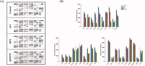 Figure 8. Effect of QFXYW on the production of multiple cytokines in the serum of the mice with ALI. (A) Cytokines and chemokines screened using cytokine protein assay; (B) Optical density detected by Image. ALI: acute lung injury; QFXYW: Qingfei Xiaoyan Wan.
