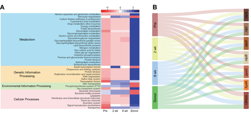 Figure 4 (A) Forty predicted metabolic pathways were selected from the results of PICRUSt2 using LEfSe (LDA > 2.5, Wilcoxon signed-rank test p > 0.05) and are described using a heatmap. (B) Sankey diagram showing genetic quantitative distribution for each group, suggesting that donors exhibit the largest amount of genes involved in oxidative phosphorylation, but it leans toward genes other than ntpG, ntpI, atpD, ntpB, ppaC and hydA, which were more abundant in the Pre group (no significant differences in the amount of each gene among groups, Wilcoxon signed-rank test p > 0.05).