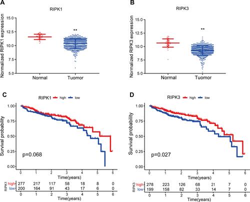 Figure 2 Clinical significance of RIPK1/3 expression in CRC based on the data extracted from TCGA. (A and B) Expression of RIPK1/3 was compared between tumor tissues and normal tissues in CRC. (C and D) Expression of RIPK1/3 was correlated with the prognosis of CRC patients. (**P < 0.01).