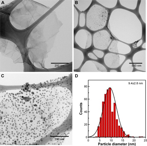 Figure 3 TEM images of GO (A), and GO-Ag sheets (B, C). Size distribution of AgNPs anchored to GO sheets (D). The size distribution was calculated by counting more than 500 nanoparticles in several GO-Ag images, using ImageJ software.Abbreviations: TEM, transmission electron microscopy; GO, graphene oxide; GO-Ag, graphene oxide-silver nanocomposite; AgNPs, silver nanoparticles.