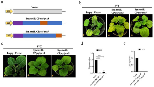 Figure 4. The antiviral effect of syn-tasiRnas on PVY and PVX infection. (a) A schematic diagram showing the structures of the expression vectors pMDC32-syn-tasiR-CPpvy/pvx3 and pMDC32-syn-tasiR-CPpvy/pvx5 and the empty vector pMDC32; (b) the symptoms of PVY in N. benthamiana (at 12 dpi) expressing syn-tasiR-CPpvy/pvx3 and syn-tasiR-CPpvy/pvx5; (c) the symptoms of PVX in N. benthamiana (at 12 dpi) expressing syn-tasiR-CPpvy/pvx3 and syn-tasiR-CPpvy/pvx5; (d) Viral accumulation of PVY or PVX was detected by RT-qPCR in these plants corresponding to each virus-infected plant in B or C.