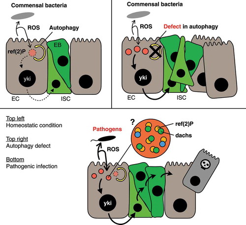 Figure 1. Autophagy in Drosophila enterocytes regulates regenerative responses in response to enteric bacteria. Host enterocytes secrete microbicidal ROS toward intestinal flora, which in turn stimulate the regenerative signaling in enterocytes via oligomerization of the ref(2)P protein. Top left: In a homeostatic condition, autophagy degrades ref(2)P oligomers together with dachs protein, an upstream regulator of the hippo pathway, to suppress excessive regeneration. Top right: If the autophagic activity is impaired by genetic mutation and/or organismal aging, the oligomeric structure of ref(2)P accumulates in enterocytes, resulting in the over-proliferation of intestinal stem cells. Bottom: Because host enterocytes enhance ROS secretion upon pathogenic infection, larger numbers of ref(2)P oligomers are formed under this condition. Therefore, it is plausible that the increased number of ref(2)P oligomers can overcome the autophagic regulation and activate regenerative responses to compensate for the loss of damaged cells