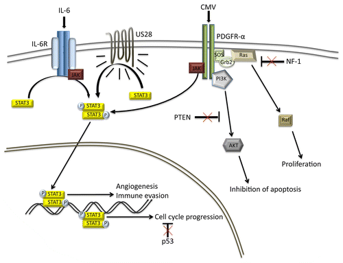 Figure 1. Mechanisms of STAT3 activation by CMV. Cytomegalovirus (CMV) can activate signal transducer and activator of transcription 3 (STAT3) in glioblastoma multiforme (GBM) cells by 3 different mechanisms. CMV-infected cells secrete increased levels of interleukin-6 (IL-6), stimulating signal transduction via the IL-6 receptor (IL6R)-STAT3 axis.Citation8 US28 is a CMV-encoded constitutively active chemokine receptor that is capable of activating STAT3.Citation9 The CMV virion can activate STAT3 via platelet-derived growth factor receptor α chain (PDGFRα), presumably by means of the viral surface glycoprotein B.Citation10 The combination of STAT3 activation and oncosuppressor gene loss significantly exacerbates the malignancy of GBM cells.