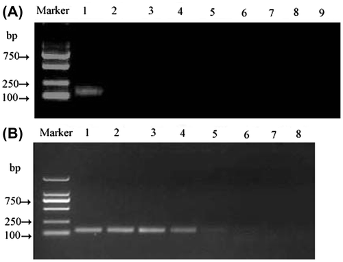 Figure 2. RT-PCR for MCMV detection by agarose gel electrophoresis. (A) The specificity of RT-PCR. Lane M: DL2000 DNA marker; lane 1: MCMV-ATCC-PV262; lane 2: MDMV, lane 3: ArMV, lane 4: CRSV, lane 5: ORSV, lane 6: CGMMV, lane 7: LSV, lane 8: TRV and lane 9: distilled water. (B) The sensitivity of RT-PCR for detection of MCMV-ATCC-PV262. Marker: DL2000 DNA marker(Takara, China); lane 1: 40.35 pg/reaction; lane 2: 4.04 pg/reaction; lane 3: 404 fg/reaction; lane 4: 40.40 fg/reaction; lane 5: 4.04 fg/reaction; lane 6: 0.404 fg/reaction; lane 7: 0.04 fg/reaction; lane 8: negative control with no template RNA.