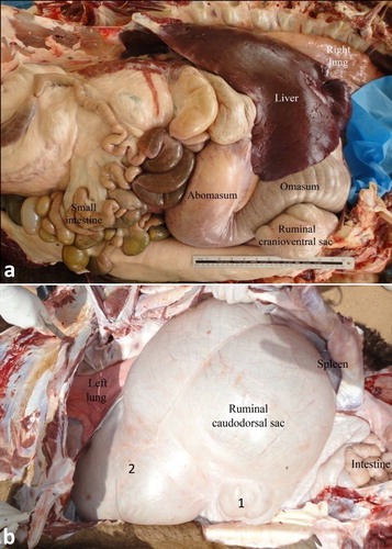 Figure 1. Anatomical position of the viscera in a camel at postmortem examination. Image (a) shows a right-sided view of the liver, right lung, cranioventral ruminal sac, omasum, abomasum and intestines. Image (b) shows a left-sided view for the left lung, rumen, spleen and intestines. 1 = glandular sac of the caudodorsal ruminal sac; 2 = cranioventral ruminal sac.
