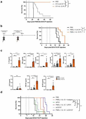 Figure 5. IL-12 mRNA-armoring of T cells enhances the anti-tumor effect of OT-I in other tumor models and of the low affinity TCR tumor-specific T cells. a. Survival follow-up of mice (n = 8/group) that were IP injected with PBS, OT-I-LUC or OT-I-IL-12 in IP-bearing PANC02-OVA mice is shown. Treatment days are indicated by the dashed lines. b-d. Mice were inoculated with 2.5 × 105 B16-F10 intraperitoneally b. Mice were treated with 2.5 × 106 PMEL-1 T cells on days 6 and 9, and their survival was monitored (n = 8). c. 19 h after IP injection of PBS, PMEL-1-LUC or PMEL-1-IL-12, the concentration of 8 cytokines was measured in the peritoneal lavage fluid using a ProcartaPlex multiplex immunoassay (n = 5/group). d. Mice were IP injected either with saline solution or with two doses of OT-I-IL-12. Adoptive transfer therapy was combined either with a Rat IgG2a isotype control or with antibody against PD-1 (RMP1-14 clone) or CD137 (3H3 clone) on days 6-9-12-15. Data are given as mean ± SD. Statistical significance was determined with one-way Anova with Tukey’s multiple comparison test for panel C. Survival differences between groups in panels a, b, and d were analyzed using log-rank tests (Mantel-Cox). (*p < 0.05, **p < 0.01, ***p < 0.001, ****p < 0.0001).