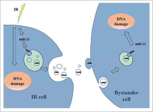 Figure 6. A proposed model of the exosome-mediated miR-21 transfer in the RIBE. In irradiated cells, the expression of miR-21 is up-regulated and as a response, miR-21 sorting to exosomes is motivated. The exosomes are secreted out from the irradiated cells, diffused into extracellular medium, taken up by non-irradiated cells, and the miR-21 inside the exosomes are released into bystander cells to induce bystander effects.