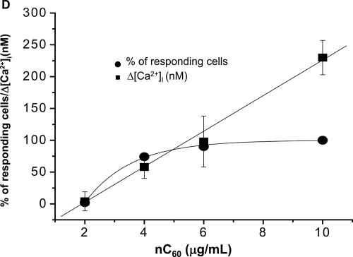 Figure 5 Analysis of C60(OH)24 and nC60 induced intracellular Ca2+ increase (Δ[Ca2+]i) in HUVECs: (A) The upper tracing shows the time course of C60(OH)24-induced Δ[Ca2+]i in a representative cell. The lower tracing shows a time course in a representative cell in a Ca2+ free solution (containing 1 mM EGTA). Arrows indicate when C60(OH)24 (final conc. 80 μg/mL) was added. There was no response observed when the fullerenol vehicle was added (not shown). (B) A dose-response curves for the effect of C60(OH)24 on Δ[Ca2+]i and the percentage of cells responded. Mean values of 30 cells ± SD are shown. (C) The upper tracing shows the time course of nC60-induced Δ[Ca2+]i in a representative cell. The lower tracing shows a time course in a representative cell in a Ca2+ free solution (containing 1 mM EGTA). Arrows indicate when nC60 (final conc. 10 μg/mL) was added. There was no response observed when the nC60 vehicle was added (not shown). (D) A dose-response curves for the effect of nC60 on Δ[Ca2+]i and the percentage of cells responded. Mean values of 30 cells ± SD are shown.