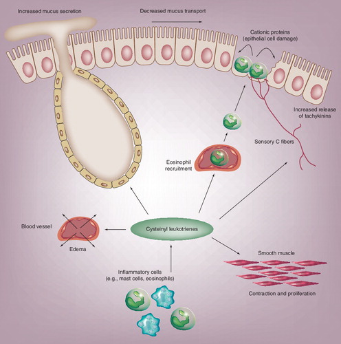 Figure 1. The multiple cellular effects of leukotrienes in the airways.Redrawn with permission from Citation[29].