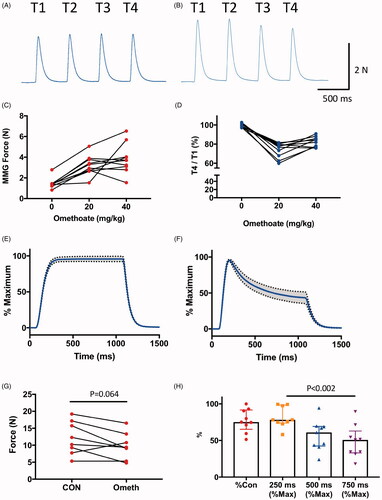 Figure 2. Omethoate potentiates twitch contraction but induces tetanic fade.(A,B) MMG responses of pelvic limb extensor muscle contractions in an anaesthetized pig in response to 2 Hz TOF stimulation (T1–T4) before (A) and 30 min after (B) i.v. infusion of 40 mg kg−1 omethoate. Twitch force increased for all four stimuli (T1–T4) with omethoate but also showed some T1–T4 fade. (C,D) Summary data showing (C) potentiation of T1 twitch force in the MMG and (D) T1–T4 fade, with increasing doses of i.v. omethoate. Fade was consistently reduced after omethoate was increased from 20 mg kg−1 to 40 mg kg−1. Each connected set of points represents data from one animal. (E,F) Averaged tetanic MMG responses with 95% confidence limits (shading) from 8 pigs before (E) and 30 min after (F) omethoate infusion. Before omethoate, tetani were well sustained. However, 30 min after omethoate, the initial peak tetanic force was reduced and showed marked fade during stimulation. (G) Summary data showing peak tetanic force before (CON) and 30 min after i.v. infusion of 40 mg kg−1 omethoate (Ometh). Peak force was less after omethoate in 7/8 animals. (H) Summary data showing peak tetanic force 30 min after i.v. infusion of 40 mg kg−1 omethoate, expressed as a percentage of the peak tetanic response before infusion (%CON) and the amount of tetanic fade at 250, 500 and 750 ms expressed as a % of each muscle’s peak tetanic force. Consistency of tetanic fade between muscles was confirmed by paired Wilcoxon test (p < 0.002 comparing tetanic force at 250 ms and 750 ms in each case).