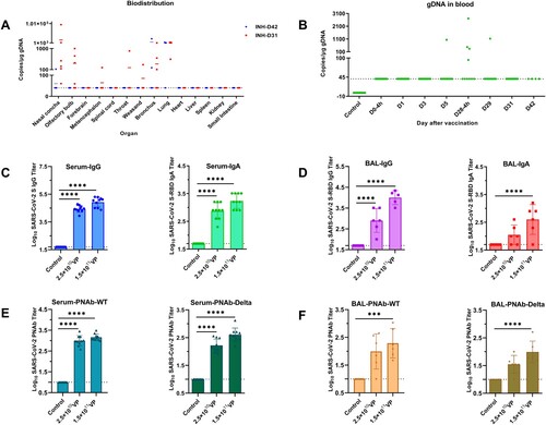 Figure 1. Safety and immunogenicity of aerosol Ad5-nCoV. (A) Biodistribution of Ad5-nCoV in the tested organs collected on 31 and 42 DPI. The viral genome in the tissues was assessed with qRT-PCR. (B) Ad5-nCoV presence in the blood at the indicated time points. (C and D) S-specific humoral immune responses in serum and bronchoalveolar lavage. (E and F) Pseudovirus neutralization antibody (PNAb) titres for SARS-CoV-2 WT or Delta variant were elevated in blood and BLA, respectively. ****P < 0.0001, ***P < 0.001.