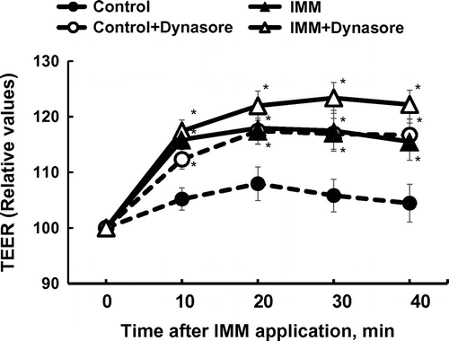 Figure 7. Effects of dynasore (80 μmol/L), an inhibitor of dynamin, an essential component for budding processes in both caveolae- and clathrin-dependent endocytosis, on the increase in transepithelial electrical resistance (TEER) induced by the application of megalo-type isomaltosaccharide (IMM) in Caco-2 cell monolayers. Asterisks indicate significant differences compared to control values at each time point (n = 5–6, p < 0.05).