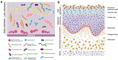 Figure 1. (a) Common bacterial species present in pathogenic oral biofilms and their communication between species (adapted from Parashar et al. [Citation92]). (b) Cells and tissue types present in the oral mucosa, demonstrating complexity of 3D structure.