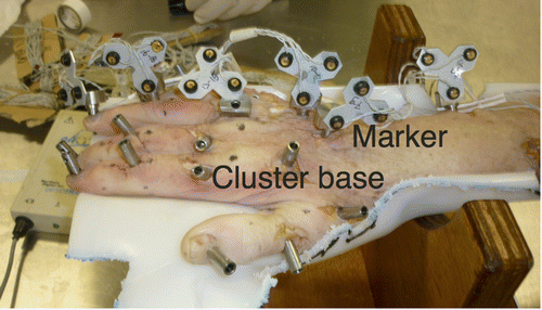 Figure 4. Specimen in reference position with cluster bases fixated to all segments, marker clusters attached to the ring finger, MCIII, and ulna.