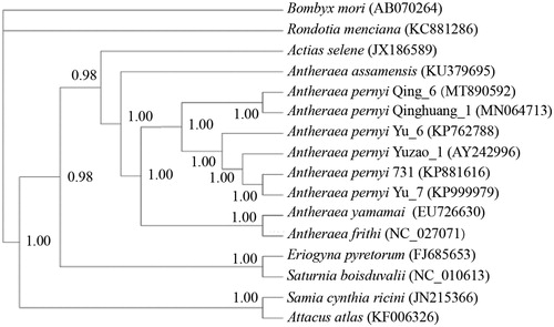 Figure 1. Phylogenetic tree inferred from the whole mt genome sequences using bayesian inference method with GTR + G + I model. The posterior probability values are indicated at the nodes. GenBank accession numbers are listed following the name of each species or strain.