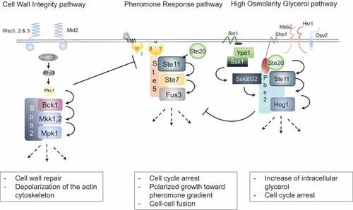 Figure 1. Overview of the CWI, pheromone response and HOG MAP kinase cascades in yeast.