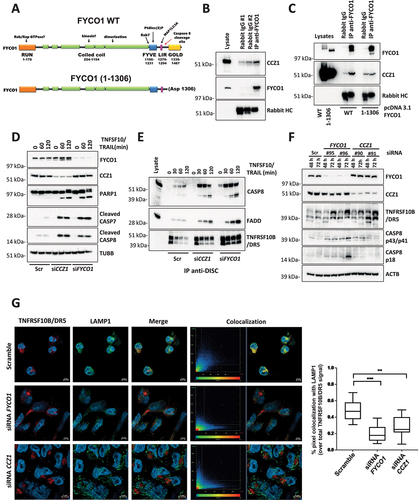 Figure 5. The C terminus of FYCO1 interacts with CCZ1. (A) Scheme of FYCO1 WT protein and of the truncated FYCO1 1–1306. (B) Cells were treated with 500 nM rapamycin (4 h), lysed and anti-FYCO1 or anti-rabbit IgG (isotype control) co-IPs were performed. Shown is a WB for the proteins indicated. (C) HeLa KO FYCO1 were reconstituted with either FYCO1 WT or its truncated version (1–1306), pre-treated with rapamycin as in (B), lysed and co-IP with anti-FYCO1 antibody was performed. Shown is the WB for the proteins indicated. (D) HeLa cells were transfected with the siRnas indicated (40 nM, 72 h), treated with 500 ng/ml TNFSF10/TRAIL, lysed, and WB for the proteins indicated was performed. (E) Lysates were prepared as in (D) and subjected to anti-DISC immunoprecipitation using anti-FLAG beads. The precipitated proteins were analyzed by WB with the antibodies indicated. (F) HeLa cells were transfected with two different siRNAs targeting FYCO1 and CCZ1. Cells were lysed after 48 and 72 h and WB analysis was performed for the indicated proteins. (G) TNFRSF10B/DR5 localization assay. HeLa cells were transfected with scramble, siRNA targeting FYCO1 (#96) or CCZ1 (#91) at 40 nM for 72 h. Afterward, they were pre-treated with bafilomycin A1 (1 h, 100 nM) and then with TNFSF10/TRAIL (2 h, 1 µg/ml). Representative immunofluorescence showing TNFRSF10B/DR5 (red) and LAMP1 (green) staining (63X magnification). Colocalization is highlighted in yellow and represented by a scatter plot of pixels in the two fluorescence channels. The percentage of TNFRSF10B/DR5 colocalization with lysosomes was calculated for 10 representative fields and used for box plot graphical representation and statistical analysis by Student t-test.