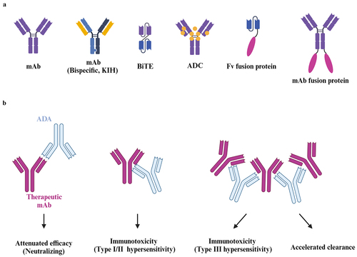 Figure 1. The effects of immunogenicity on antibody-based therapeutics. (A) The structural diagrams of different antibody-based therapeutics. mAb, monoclonal antibodies. KIH, knob-into-hole. BiTE, bispecific T cell engagers. ADC, antibody-drug conjugate. Fv, variable fragment. (B) The impacts on antibody-based therapeutics. The ADA bound to the paratope of mAb elicit neutralization capacity and therefore lead to the attenuation of therapeutic efficacy. The ADA may also trigger the onset of type I (IgE-mediated) and II (IgG-mediated) hypersensitivity. Once immunocomplexes are formed by ADAs (IgM or IgG) and therapeutics, the adverse events associated with type III hypersensitivity may take place. The large sizes of immunocomplexes also lead to faster clearance of therapeutics from blood stream. The graph was created on BioRender.com.