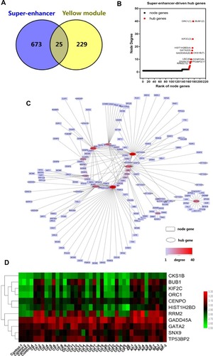 Figure 5 Screening of SE-associated hub genes. (A) Venn plot of SE-associated genes and yellow module eigengenes. Genes intersecting within the Venn plot were considered candidate hub genes. (B) Plot of ranking node genes based on node degree. Genes with a node degree of >3 were considered hub genes. (C) PPI network of SE-associated genes constructed using NetworkAnalyst. The square and oval boxes represent node and hub genes, respectively. The continuous color map depicts the node degree. (D) Heat map of SE-associated hub gene expression in CML patients and control groups.