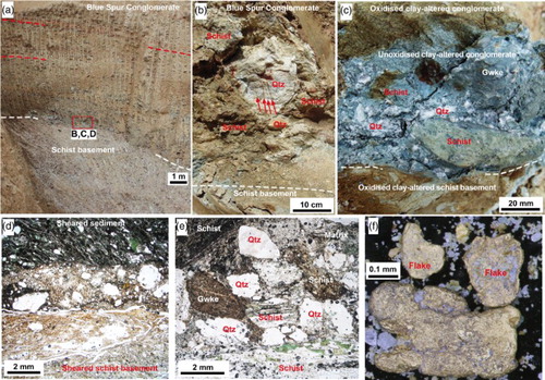 Figure 5. Features of unconformity between Blue Spur Conglomerate and schist basement (white dashed lines in A–C). A, Mine face through the unconformity, with bedding in conglomerate indicated by red dashed lines. Vertical marks are from excavation machinery. B, Outcrop of unconformity, with a large hydrothermal quartz clasts (pyrite veins are arrowed). C, Contrasting oxidation (oxidised = brown; unoxidised = grey–green) at the unconformity. D, Thin section through unconformity (sample OU85595) showing shear disruption. E, Sediment immediately above the unconformity (sample OU85596), with green smectite–vermiculite in schist clasts. F, Gold from conglomerate immediately above the unconformity.