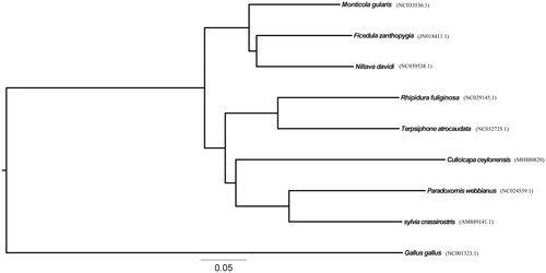 Figure 1. A Phylogenetic tree of nine species was constructed based on the data set of 13 concatenated mitochondrial PCGs using RAxML. Sequence data used in the study are the following: Ficedula zanthopygia (JN018411.1), Niltava davidi (NC039538.1), Rhipidura fuliginosa (NC029145.1), Terpsiphone atrocaudata (NC032725.1), sylvia crassirostris (AM889141.1), Monticola gularis(NC033536.1), Paradoxornis webbianus (NC024539.1), Culicicapa ceylonensis (MH880820), and Gallus gallus (NC001323.1).