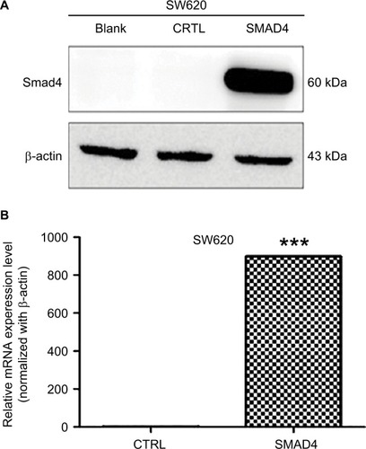 Figure 1 Validation of Smad4 reexpression in Smad4-negative SW620 cells by WB and qRT-PCR.Notes: (A) Expression of Smad4 by WB. Blank: null SW620 cells. CTRL: empty vector-infected SW620 cells. SMAD4: Smad4 vector-infected SW620 cells. β-Actin was used as an internal control. (B) qRT-PCR detection of Smad4 mRNA expression level in SW620 cells following Smad4 reexpression. ***P<0.001.Abbreviations: qRT-PCR, quantitative reverse transcription-polymerase chain reaction; WB, Western blot.