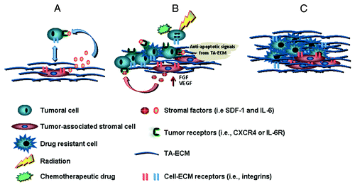 Figure 1. Stages during the development of environment-dependent drug resistance. (A) Homing or attraction. This first step requires specific cell-cell or cell-extracellular matrix interactions. Soluble stromal factors, such as SDF-1 and IL-6, and receptor-mediated adhesion contribute to attract tumor cells to the stromal niche where the tumor will be established. This first step is necessary in many hematopoietic malignancies,Citation27 as well as in the establishment of secondary (i.e., metastaticCitation28) tumors. Although homing is often seen in primary bone marrow tumors as well as in secondary tumor establishments, this step may not be necessary during primary solid tumor development. (B) De novo resistance. In this second stage (first stage for primary tumors that are not established in the bone marrow), the main stress from the treatment is applied to the, until then, drug naïve tumor. This step is characterized by a series of cell responses and the modification of the composition of the ECM creating a positive feedback loop that amplifies the pro-survival and anti-apoptotic signals. (C) Acquired resistance. This stage is commonly regarded as being environmental-independent, yet the microenvironment still plays an important role; for example, it can act as a barrier that physically or biochemically prevents the effective access of drugs to the tumor cells (see ref. Citation18 for review). Note the presence of a small amount of cancer resistance cells at early stages of development of drug resistance. This small cell population in what sometimes is regarded as the first stage (i.e., environment-dependent) and represents the possibility of a predisposed (i.e., cancer stem) resistant cell or, alternatively, one that has undergone a drug resistant mutation, will be selected during the stress period rendering a genetically different tumor signature compared with the drug naïve tumor population.