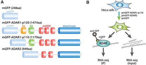 Figure 1. Domain organization of human ADAR isoforms, and procedure for the RNA sequencing experiments. (a) Schematic representation of the domain structures of three expression constructs of human ADAR isoforms and their control. mGFP indicates mycGFP-tag, Zα, Z-DNA binding domain α; Zβ, Z-DNA binding domain β; dsRBD, double-stranded RNA binding domain; R, an arginine-rich single-stranded RNA binding domain. (b) Schematic representation of RNA sequencing of the ADAR-bound small RNAs and input RNAs in cells transfected with pmGFP-ADAR1-p110 or pmGFP-ADAR2.