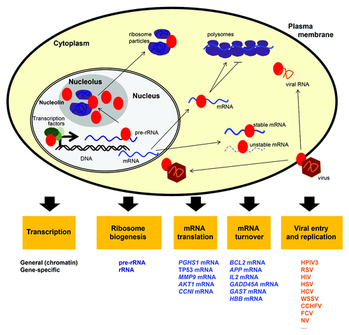 Figure 1. Regulation of mRNA by nucleolin. Schematic representation of nucleolin (red oval) and its influence on the post-transcriptional regulation of mRNA fate (mRNA turnover and translation) in the context of its multiple cellular functions (yellow boxes) and its presence in the nucleolus, nucleoplasm, cytoplasma, and cell membrane. The target mRNAs whose regulation by nucleolin has been characterized are indicated under ‘mRNA translation’ and ‘mRNA turnover.’