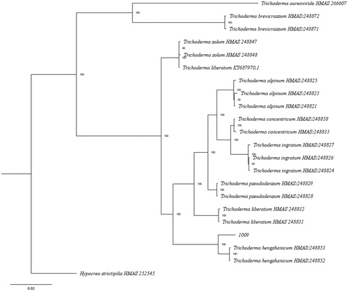 Figure 3. The phylogenetic tree based on combined of TEF1-α and RPB2 sequences using Maximum Likelihood method with 1000 bootstrap replicates.