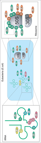 Figure 3. Distribution of Ψ and Ψ synthases in E. coli: Enzymes and their substrates positions color-coded: TruA in purple, RIuA and family members green, RsuA family members orange, TruB blue, all reviewed in,Citation200 and TruDCitation124 yellow. Substrate residues of RIuD are shown in a dashed box to indicate model helix H69.