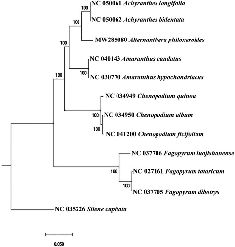 Figure 1. the phylogenetic tree.