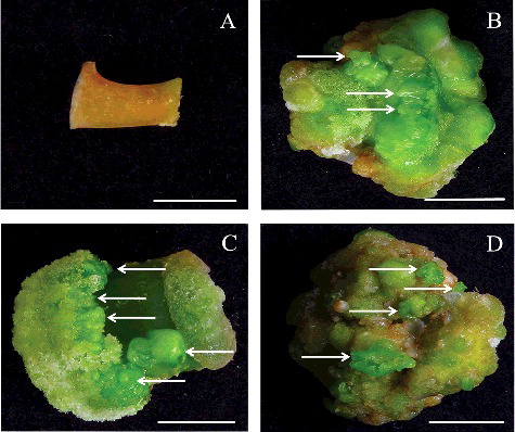 Figure 1. Induction of adventitious buds from cotyledonary petiole explants of J. curcas with conventional culture methods. In vitro petiole explants were horizontally placed on MS medium containing 0 mg/L (A), 0.1 mg/L (B), 0.3 mg/L (C) and 0.6 mg/L (D) TDZ after 30 days in culture.