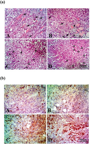 Figure 2. Effect of chlorogenic acid (CGA) treatment alone and in combination with doxorubicin (DOX) on (a) histopathological analysis of tumor sections stained with H&E, arrows indicate mitotic figures and asterisks indicate apoptotic cell and (b) immunohistochemical staining of caspase-3 in tumor sections. Caspase-3-positive areas appeared as brown granules. A: SEC group, B: CGA group, C: DOX group, D: CGA/DOX group. n = 3.