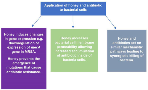Figure 1 Possible mechanisms by which honey and antibiotics synergistically kill bacterial cells.