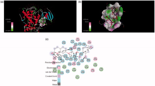 Figure 7. The potential ligand–protein interaction of compound 4e with the active site of tyrosinase (PDB ID 2ZWE) generated using Discovery Studio 4.0. The (A) and (B) show the three-dimensional docking of the compound in the binding pocket. Dashed lines indicate the interaction between the ligand and the amino acids of the receptor. The (C) shows the two dimensional interaction patterns. The legend inset represents the type of interaction between the ligand atoms and the amino acid residues of the protein.