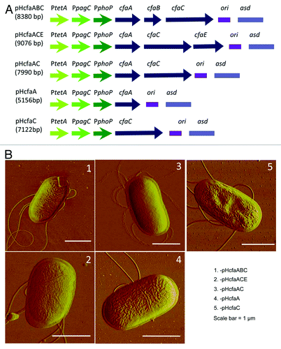 Figure 3. Schematic maps and AFM imaging of P1 strains bearing cfa/I gene components. (A) Schematic maps of five recombinant plasmids. (B) AFM images of P1 strains bearing the plasmid with (1) pHcfaABC, (2) pHcfaACE, (3) pHcfaAC, (4) pHcfaA or (5) pHcfaC. No fimbriae were detected in any of these strains.