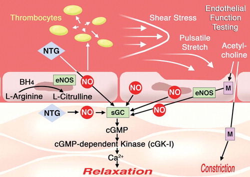 Figure 2 Regulation of vascular tone by the endothelium. The endothelial nitric oxide synthase(eNOS) synthesizes NO by a two‐step oxidation of the amino acid L‐arginine thereby leading to the formation of L‐citrulline. NO is released into the bloodstream thereby inhibiting platelet aggregation and the release of vasoconstricting factors such as serotonin and thromboxane. NO diffuses also into the media and activates the soluble guanylate cyclase (sGC). The resulting second messenger cGMP in turn activates the cGMP‐dependent kinase, which mediates decreases in intracellular Ca2+ concentrations thereby causing vasorelaxation. The physiological stimuli to release NO are shear stress and pulsatile stretch. Intra‐arterial infusion is used in the clinics to assess endothelial function. Infused into the forearm (brachial artery) acetylcholine (ACh) causes a dose‐dependent vasodilation. In the coronary artery the response (vasoconstriction versus vasodilation) strictly depends on the functional integrity of the endothelium. In the presence of cardiovascular risk factors and endothelial dysfunction ACh will cause vasoconstriction due to stimulation of muscarinergic receptors in the media. muscarinic acetylcholine receptor (M), nitroglycerin (NTG).