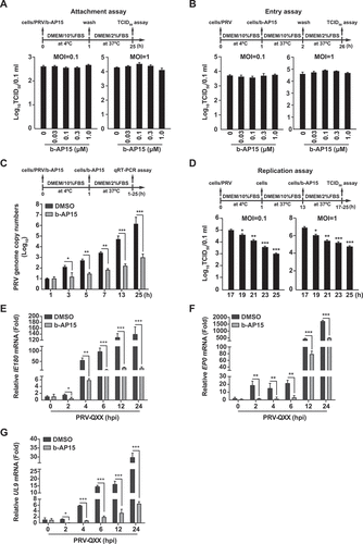 Figure 3. B-AP15 influences PRV replication. (A) PK-15 cells were incubated with PRV-QXX (MOI = 0.1 and 1) combined with b-AP15 (0–1 μM) for 1 h at 4°C. After washing with cold PBS 3 times, cells were cultured in DMEM with 2% FBS for 24 h at 37°C. An attachment assay was assessed using the TCID50 assay of viral titers. (B) PK-15 cells were incubated with PRV-QXX (MOI = 0.1 and 1) for 1 h at 4°C and then in DMEM with 10% FBS containing b-AP15 (0–1 μM) at 37°C. After 1 h to allow viral entry, cells were cultured in DMEM with 2% FBS for 24 h at 37°C. An entry assay was assessed using a TCID50 of viral titers. (C) PK-15 cells were incubated with PRV-QXX (MOI = 0.1) combined with b-AP15 (1 μM) for 1 h at 4°C. After washing with cold PBS 3 times, cells were cultured in DMEM with 2% FBS combined with b-AP15 (1 μM) for 0–24 h at 37°C. PRV genome copy numbers were assessed by qRT-PCR analysis. (D) PK-15 cells were incubated with PRV-QXX (MOI = 0.1 and 1) at 4°C for 1 h and then in DMEM with 10% FBS at 37°C for 12 h. Cells were then cultured in DMEM with 2% FBS containing b-AP15 (1 μM) for 4–12 h at 37°C. A replication assay was assessed using the TCID50 assay of viral titers. (E–G) PK-15 cells were infected with PRV-QXX (MOI = 0.1) and simultaneously treated with DMSO or b-AP15 (1 μM) for 0–24 h. The mRNA levels of PRV IE180 (E), EP0 (F) and UL9 (G) were assessed by qRT-PCR analysis. hpi, hour post infection. Data were shown as mean ± SD based on three independent experiments. * P < 0.05, ** P < 0.01, *** P < 0.001 determined by two-tailed Student’s t-test.